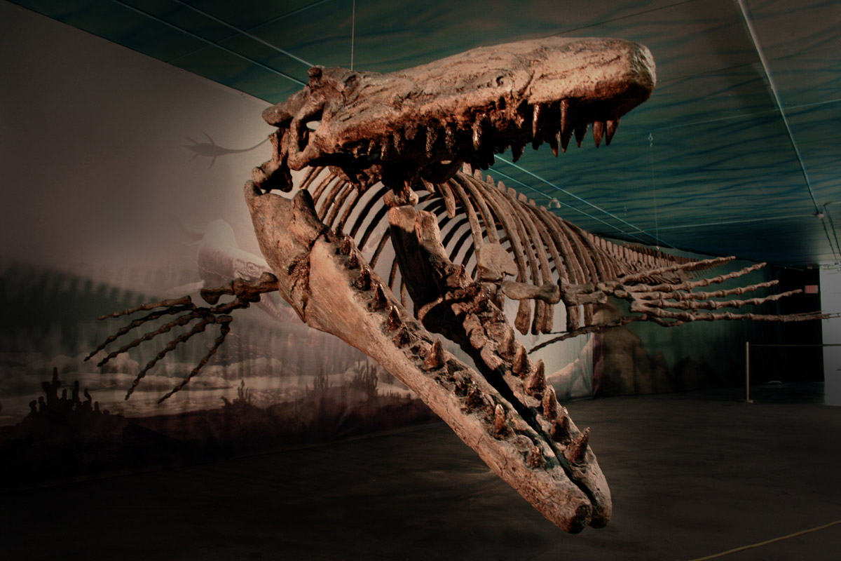 Bruce - deep sea mosasaur